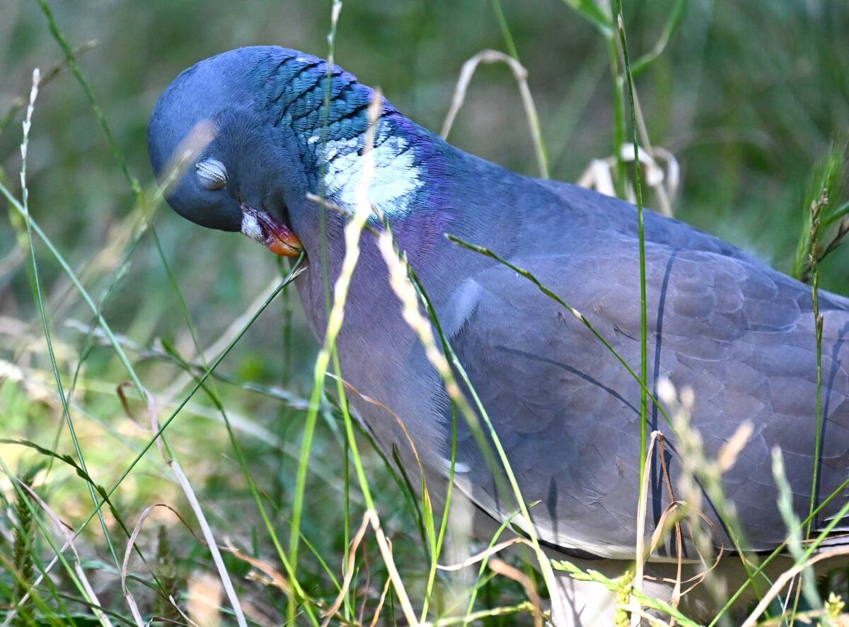 2026-07-16 1 Wood Pigeon - enlarge for info